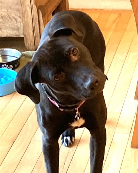 Amstaff Lab Mix Puppies at Callum Coombes blog