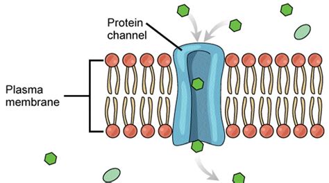 Image result for Channel Protein