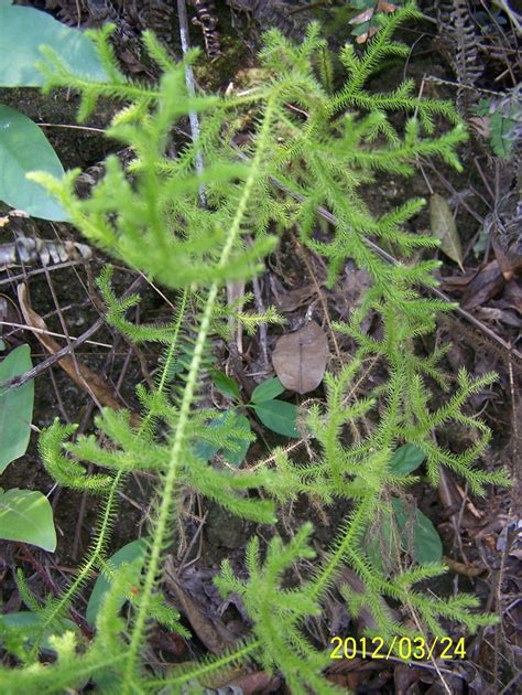 灯笼草 Lycopodium cernuum | 不知名的草，很有立体感，毛状植物。灯笼草 Lycopodium cer… | Flickr