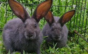 Image result for Feeding Rabbits Naturally