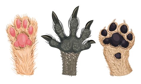 Premium Vector | Animal paws with claws and hair isolated on white ...