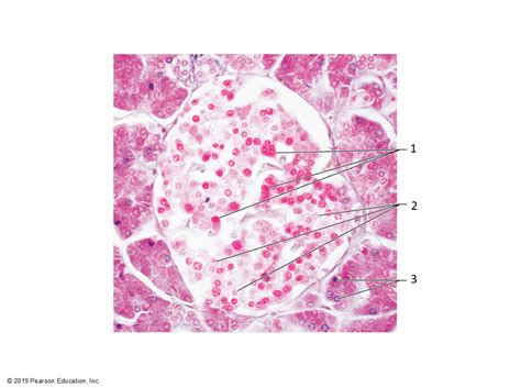 Image result for Beta Cell Structure