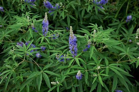 How to Grow and Care for Chaste Tree (Vitex)