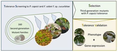 Tolerance Screening for Phytophthora capsici and Fusarium solani f. sp ...