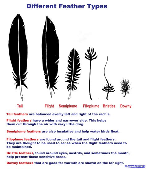 Types Of Feathers On Birds at Claire Ryder blog
