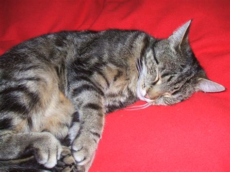 Joy unsere schwarz grau getiegerte Katze wird vermisst in Aurich ...