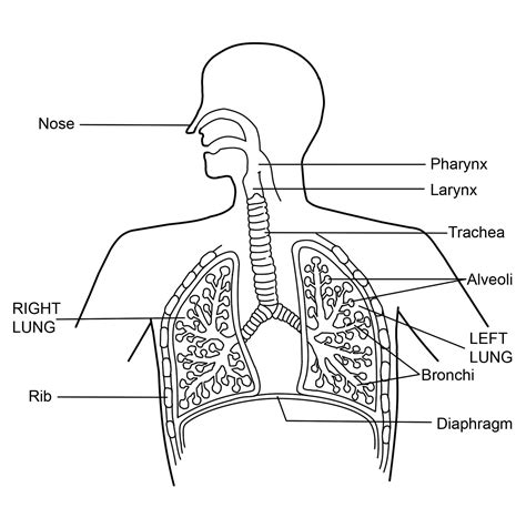Drawing Of Respiratory System