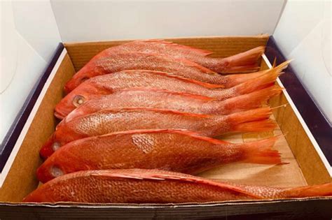 Image result for Caribbean Red Snapper