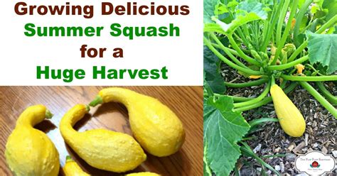 Squash 的图像结果