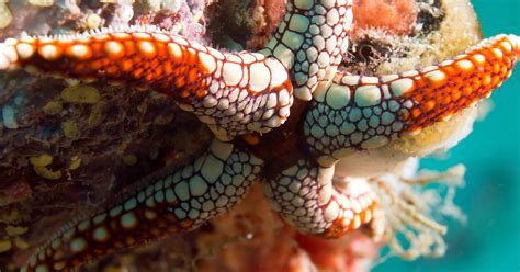 Stable isotope analyzers for oceanographical research - Elementar