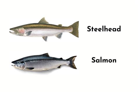 Sea Bass Vs Salmon Mercury at Jack Black blog
