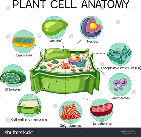 Animal Cell Biology 的图像结果