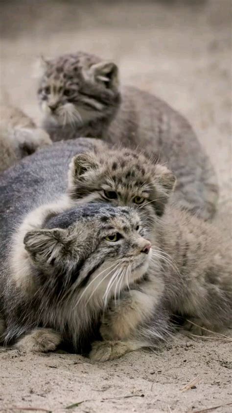 Attractive animals (@animals_sexy) • Instagram photos and videos