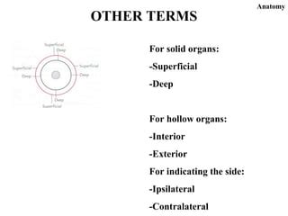 Image result for Contralateral Body Parts Example