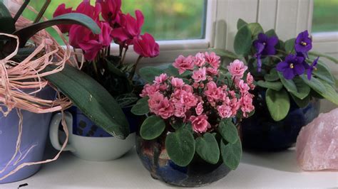 The 29 Best Indoor Flowering Houseplants To Bring Natural Beauty To ...