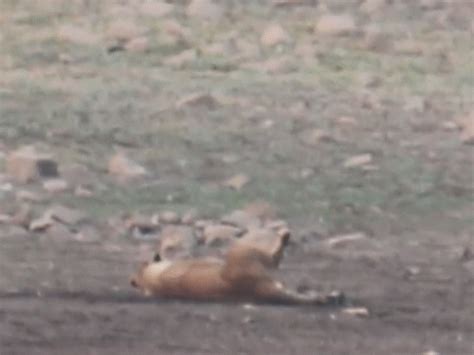 Junagadh Heatwave: Lions Visit Wil_lingdon Dam