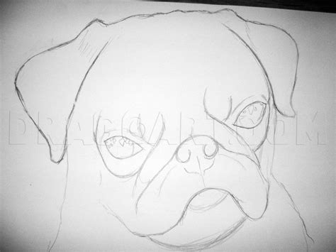 Realistic Pug Drawing Tutorial