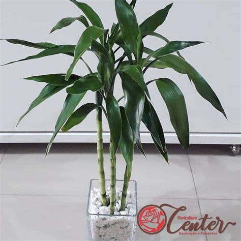 Image result for Bambu Da Sorte