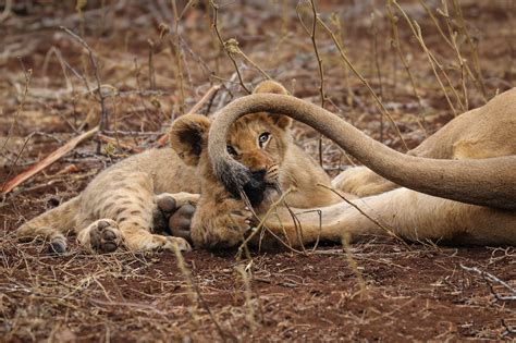 Image result for Terrifying Lion Encounters