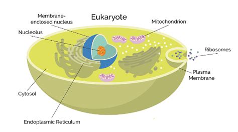 Prokaryotic and Eukaryotic Cells - Botany Optional for UPSC PDF Download