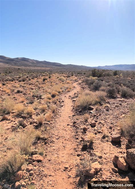 Image result for Loop Pimple