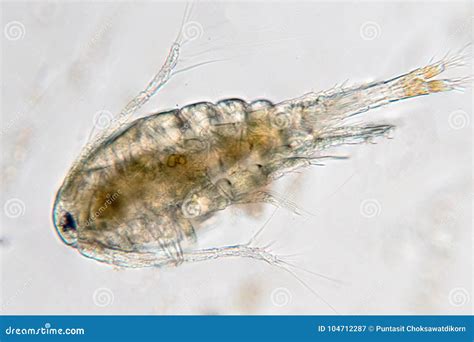 How Small Is Zooplankton