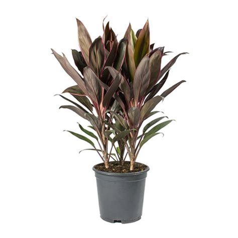 Cordyline fruticosa Rumba - Hawaiian Ti Plant - Online Plants Cart