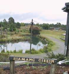 ZooLex Exhibit - Siamang Gibbon Island