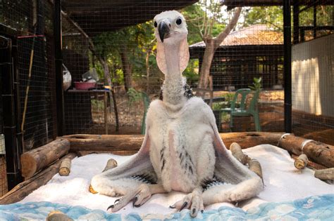 Thailand Animals