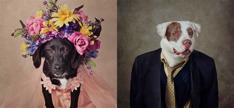给呆萌的狗狗们也拍一张时尚证件照 每只狗狗背后还有一段故事_独家_资讯_凤凰艺术