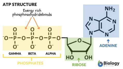 Image result for ATP Molecule Structure
