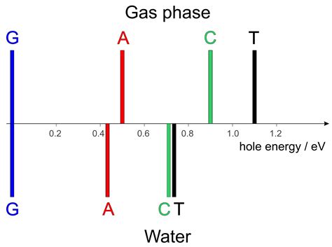 The Dynamics of Hole Transfer in DNA
