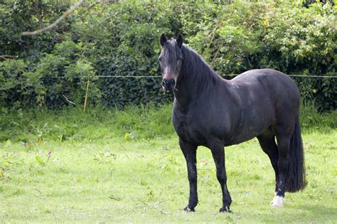 Black Horse Free Stock Photo - Public Domain Pictures