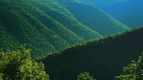 Wallpaper bushes, hills, trees, slope hd, picture, image