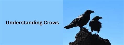 Understanding Crows , Edith G. Read Wildlife Sanctuary, Rye NY, 13 July ...