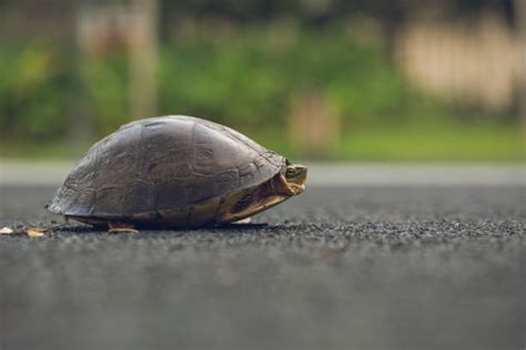 Image result for Turtle Pulled Inside Shell