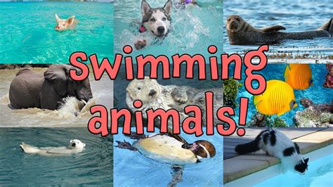 Animal Swim 的图像结果