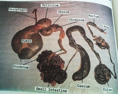 Parts Of The Goats Digestive System at Desiree Harris blog