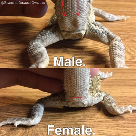 Sex Bearded Dragon