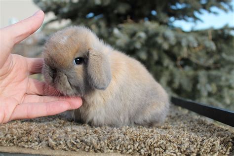 How Big Is A Holland Lop Bunny at Richard Avitia blog