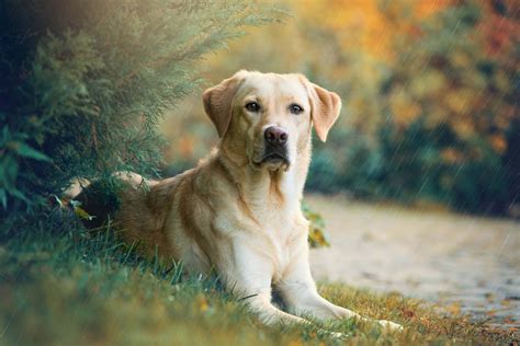 Labrador Retriever Hunting Dogs 的图像结果