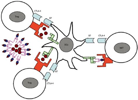 Cytotoxic T-cell Activation 的图像结果