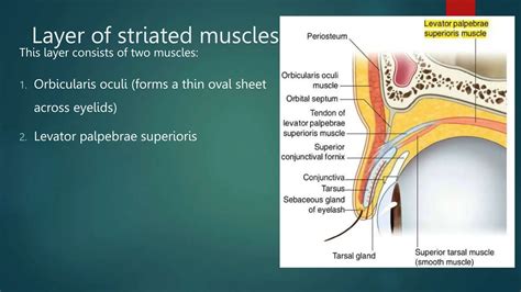 anatomy of eyelid ophthalmology presentation | PPTX