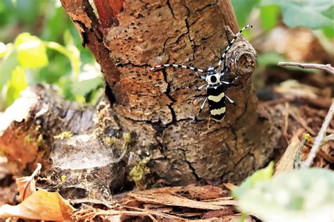 Black and White Beetle: What Could It Be? - A-Z Animals