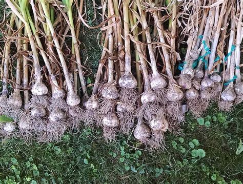 Harvesting Garlic How To Grow Garlic In Iowa Iowa Source