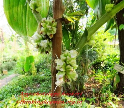 Medicinal Plant Details