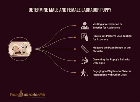 How to Identify Male and Female Labrador Puppy
