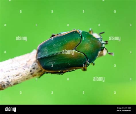 Green June Beetle Bite