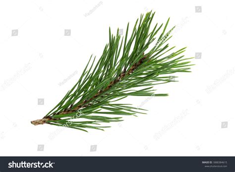 572,680 Pine Leaves Stock Photos, Images & Photography | Shutterstock