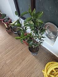 Online plant bazar All Time Kalapatti Sapota Chiku Sapodilla Naseberry ...